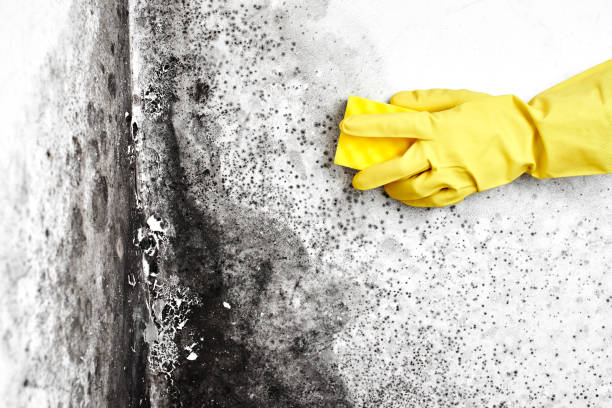 Trusted Florida City, FL Mold Remediation Experts