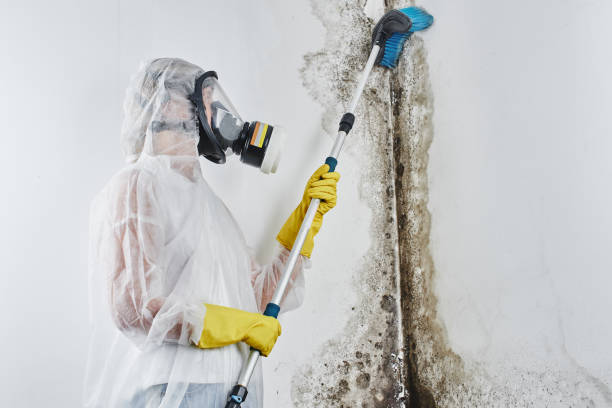 Best White Mold Remediation in Orida City, FL