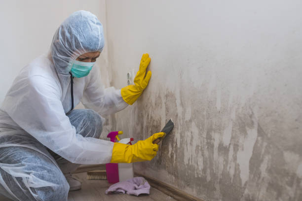 Best DIY Mold Remediation Support Services in Orida City, FL