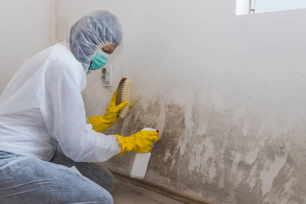 Best Emergency Mold Remediation in Orida City, FL