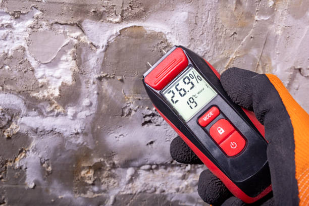 Best Post-Flood Mold Remediation in Orida City, FL