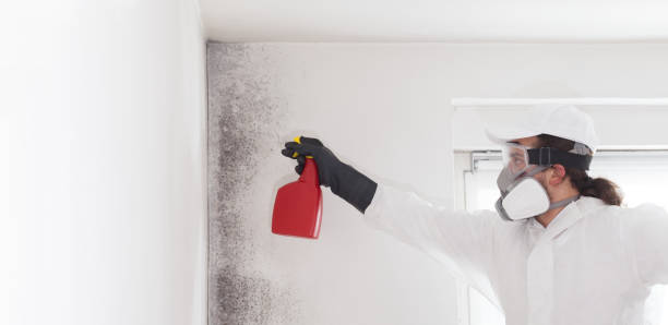 Best Commercial Mold Remediation in Orida City, FL