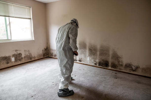 Best Attic Mold Remediation in Orida City, FL