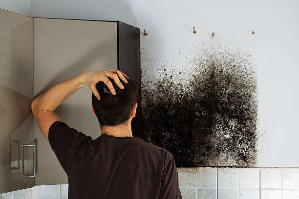 Best Commercial Mold Remediation in Orida City, FL