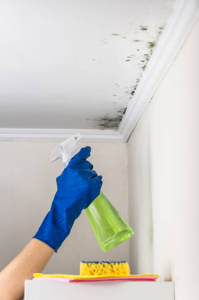 Best Kitchen Mold Remediation in Orida City, FL